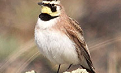 a horned lark perched on a rock. The lark is white underneath, brown on the back, and has a black throat strap and yellow chin. On top of its head is a black cap of feathers, two of which stick up on each side forming what appears to be horns.
