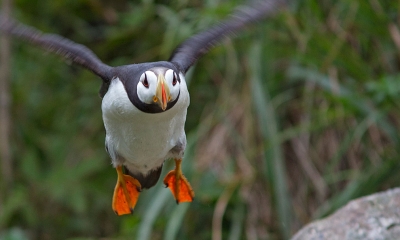a horned puffin flies toward the camera