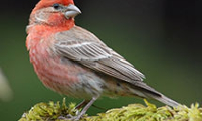 a house finch. The body and head are red and the wings and tail are a dull brown
