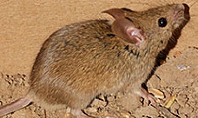 a brown house mouse