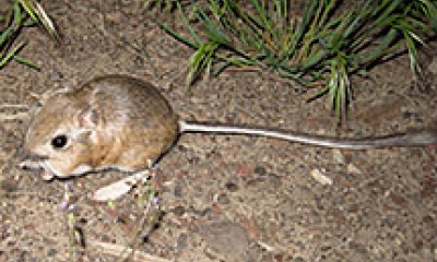 a kangaroo mouse stands between patches of grass