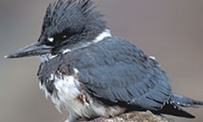 A kingfisher bird sits on a rock. The bird is dark gray with a white belly. 