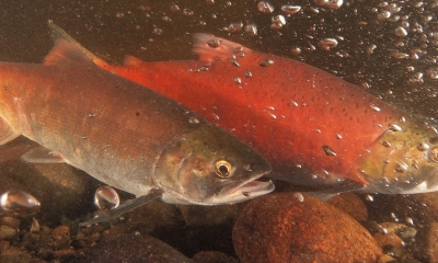 two kokanee salmon swim side-by-side over a rocky river bottom. There are bubbles in the water from turbulence. 