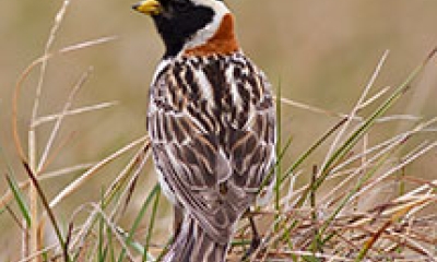 a lapland longspur bird
