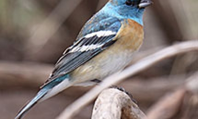 a Lazuli bunting. The head is a bright blue, the wings are navy, the breast is orange, and the belly is white. 