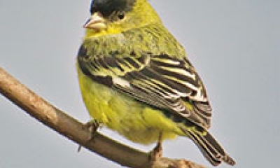 a lesser goldfinch male is perched on a branch