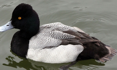 A lesser scaup swims. It has a black head and neck, white sides, white and brown mottled back, and black tail