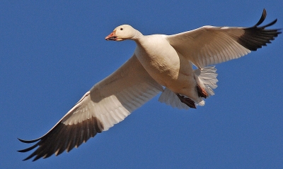 A lesser snow goose comes in for a landing. It is white except the wing tips are black