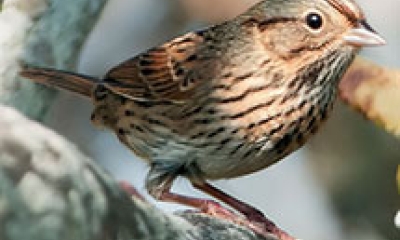 A lincoln sparrow