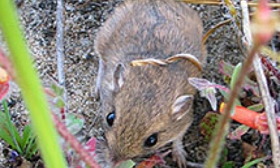 Police station Countryside Seem Little pocket mouse | Oregon Department of Fish & Wildlife