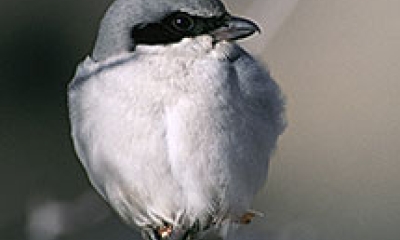 A loggerhead shrike bird rests on a branch. The bird is white on the front and gray on the back and sides. It has a black stripe through the eye and a black beak and feet.