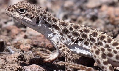 Long-nosed leopard lizard