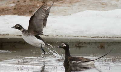 two long-tailed ducks swim in a pond surrounded by snow. One of the ducks is taking flight