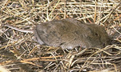 a long-tailed vole