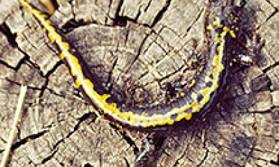 A long toed salamander walks across a stump. The salamander is black with a blotchy yellow stripe running down its back.