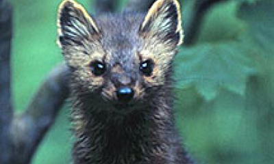 A marten looks at the camera. It has a dark body and face with yellow around the edges of the ears.