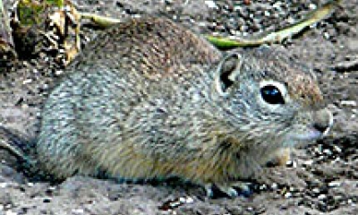 Merriam's ground squirrel