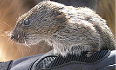 A montane vole. It is brown and gray and has a large head compared to its body