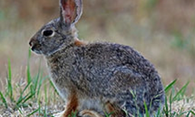A mountain cotton tail rabbit