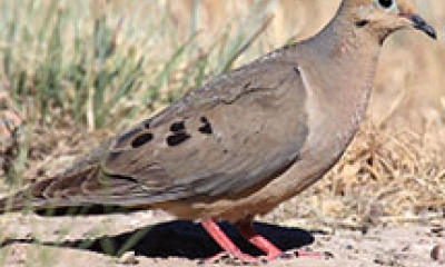 a mourning dove stands on the ground