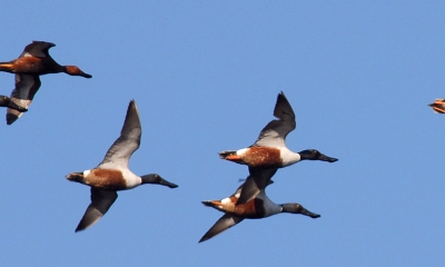 six northern shoveler drake ducks fly above