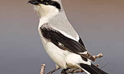 A close up image of a northern strike bird perched in a tree. The bird is white with a light gray back and black wings, tail and eye stripe.