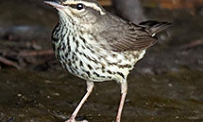 a Northern water thrush