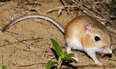 A kangaroo rat on sandy ground. 