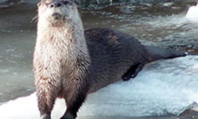 An otter stands on a chunk of icy rock in the middle of a river