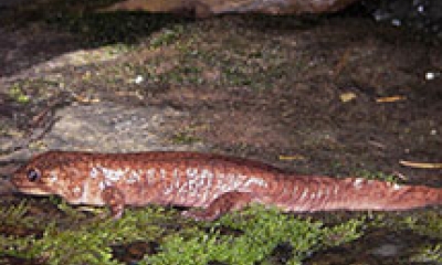 A Pacific giant salamander sits on a rock at night time. The salamander is reddish brown.