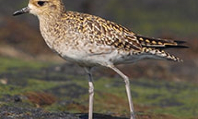 a Pacific golden plover