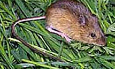 A Pacific jumping mouse stands on green, flattened grass. The mouse is brown with a long tail.