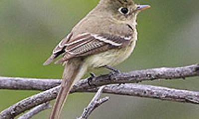 A Pacific slope flycatcher perches on a branch. The bird is small, and a light brown color on the back, tail, and wings. The belly is white.