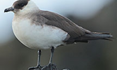 a parasitic jaeger stands on a rock. The bird has a white front, neck, and back of the head. The top of the head, wings, back, and tail are dark brown