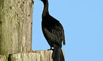 a pelagic cormorant perches on a wooden post