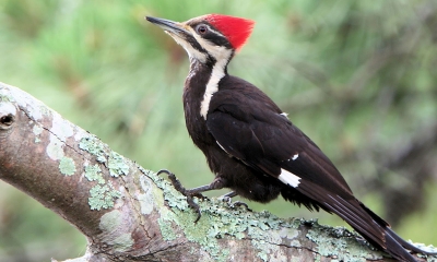 A pileated woodpecker stands on a tree trunk. Its body is black, its face has white stripes, and it has a bright red mohawk of feathers
