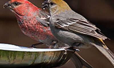 a male and female pine grosbeak drink from a bird fountain
