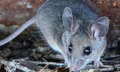 A gray pinyon mouse