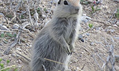 A piute ground squirrel stands on its back feet 