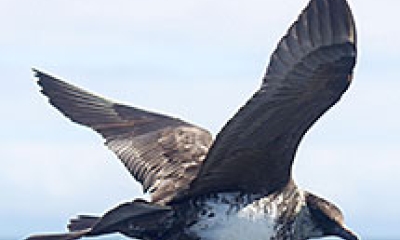 a pomarine jaeger flies by. It's breast is white and the rest of the bird is brown.
