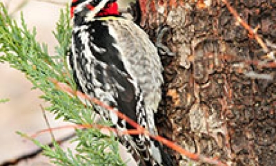 red-naped sapsucker. The bird has a dark back with white markings, a white belly, and red accents on the head.