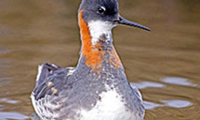 a swimming male red-necked phalarope. The bird's body is gray with a white belly. The sides of the neck are a rust color.