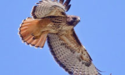 a red-tailed hawk flies overhead