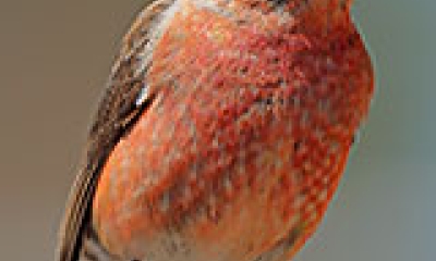 A red crossbill