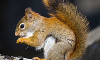 A red squirrel sits on a branch. It is red on the back and legs but more brown on the sides and white on the belly
