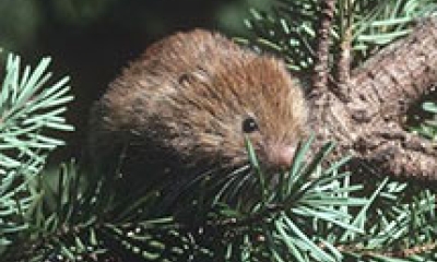 a red tree vole sits in a pine tree