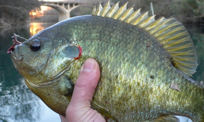 A person holds a red ear sunfish. The fish is mottle green and yellow and has a bright red curve behind its gill