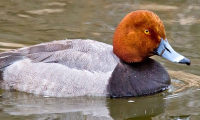 Redhead duck drake