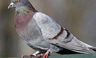 A rock pigeon stands on a fence