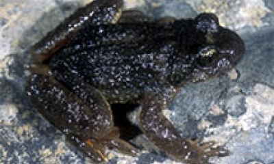 a Rocky Mountain tailed frog is on light colored ground. The frog is black with golden speckled eyes.